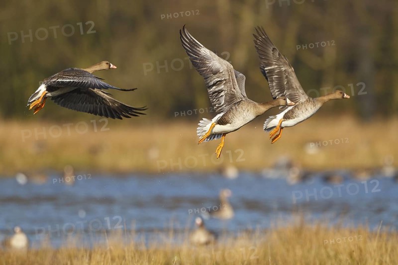 Greater White-fronted Goose (Anser albifrons) juvenile flying, North Rhine-Westphalia, Germany