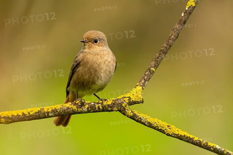 A Black redstart (Phoenicurus ochruros) rests on a lichen-covered branch, displaying its subtle plumage against a soft green background