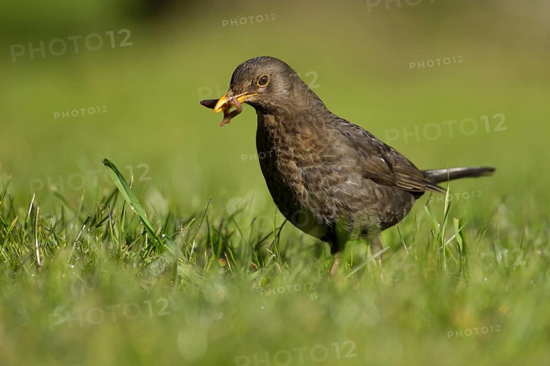 Eurasian blackbird (Turdus merula) adult female garden bird collecting worms in its beak for food from a grass lawn in spring, Suffolk, England, United Kingdom