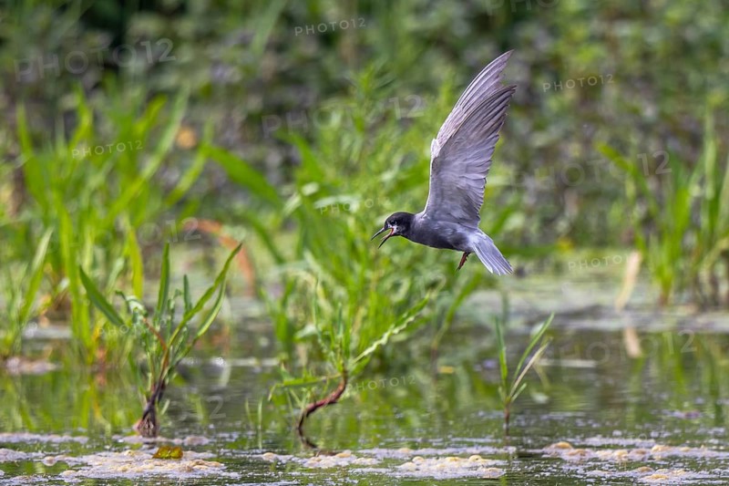 Black Tern (Chlidonias niger) calling in flight, Netherlands