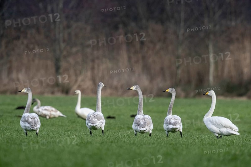 Whooper swans (Cygnus cygnus), Emsland, Lower Saxony, Germany
