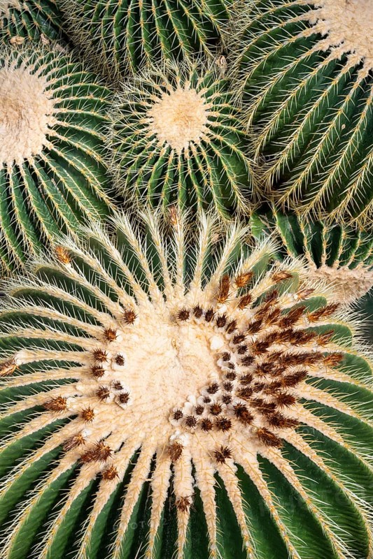 Farmer's cactus (Echinopsis candicans), full size