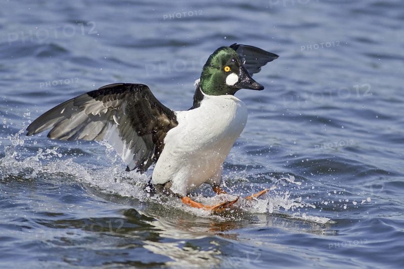 Common Goldeneye (Bucephala clangula) male, British Columbia, Canada