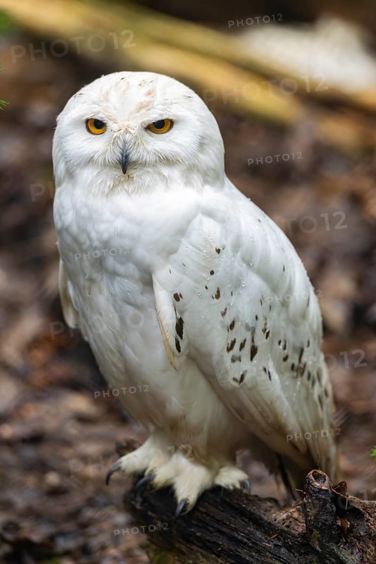 Close-up of a Snowy owl (Bubo scandiacus), captive, Germany