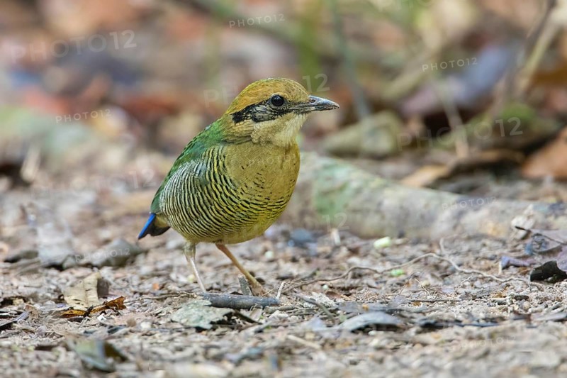 Bar-bellied Pitta (Hydrornis elliotii) female perched on the ground, Cat Tien National Park, Vietnam