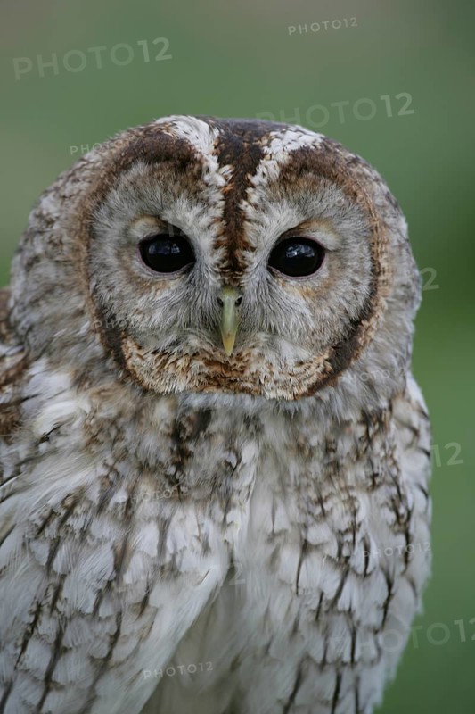 Tawny owl (Strix aluco) adult bird head portrait, England, United Kingdom