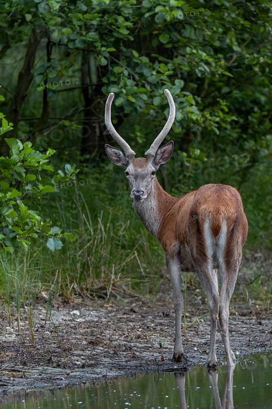 The red deer spike (Cervus elaphus) leans in my direction, caused by the shutter sound of the camera, forest lake, June, Germany