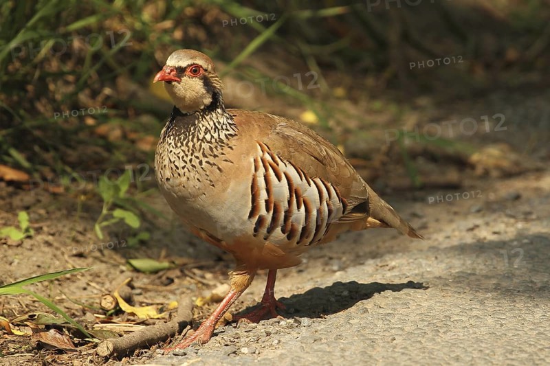 Red-legged Partridge (Alectoris rufa), Yorkshire Dales, United Kingdom