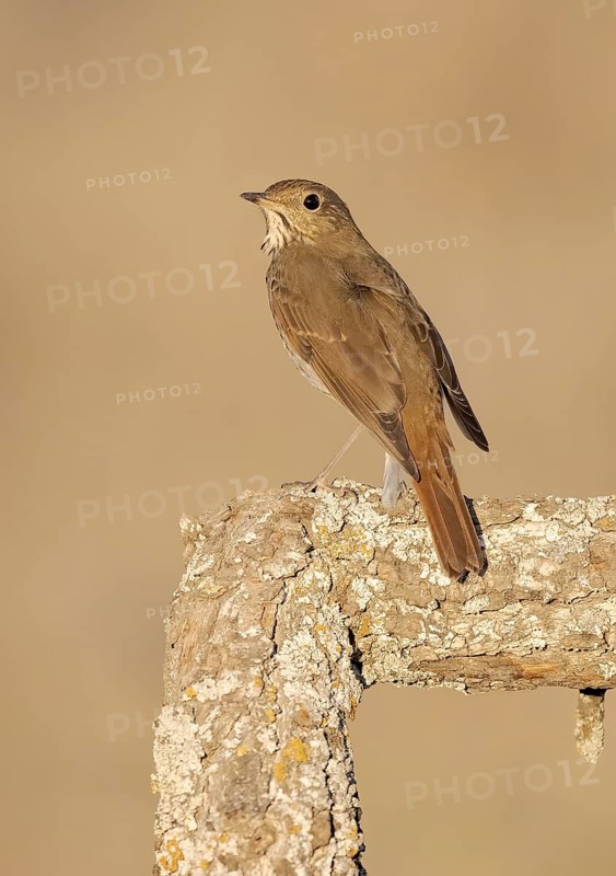 Hermit Thrush (Catharus guttatus), California, USA
