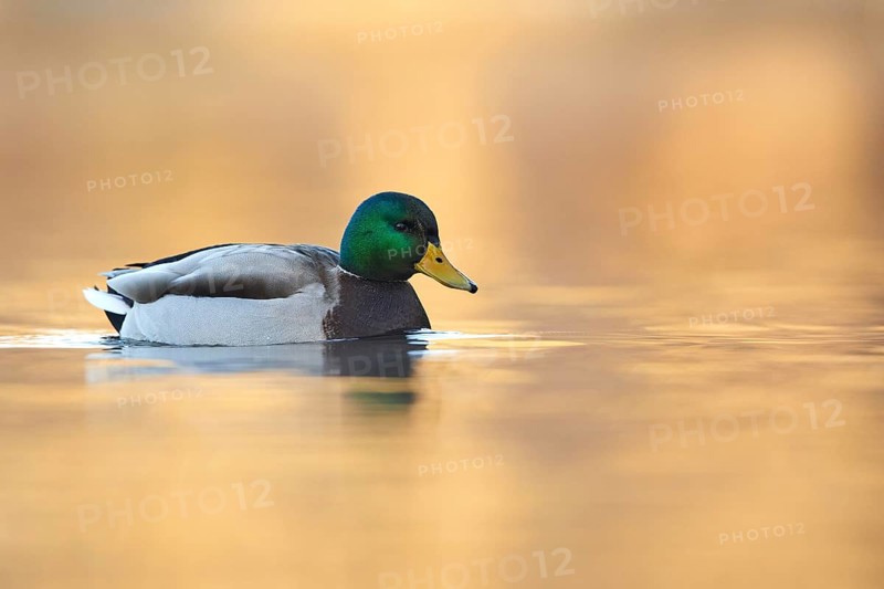 Mallard (Anas platyrhynchos) male, Bavaria, Germany