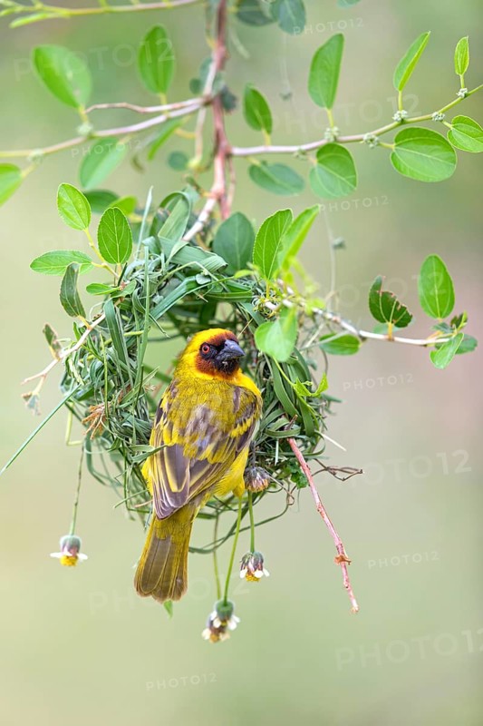 Ruppell's Weaver, Rueppell's Weaver, (Ploceus galbula), weaver bird building a nest, weaver birds, Ayn Razat, Salalah, Dhofar, Oman