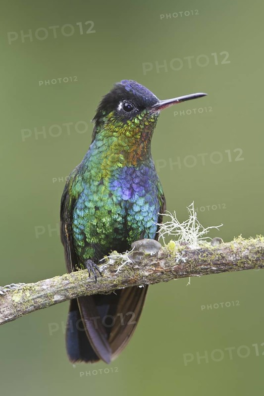 Fiery-throated Hummingbird (Panterpe insignis), Costa Rica