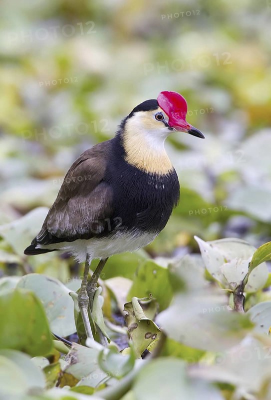Comb-crested Jacana (Irediparra gallinacea), Queensland, Australia