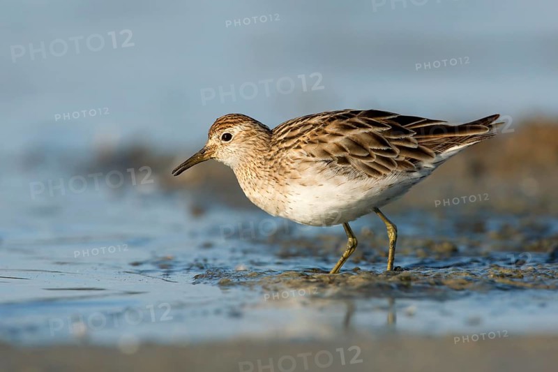 Sharp-tailed Sandpiper (Calidris acuminata) foraging, Victoria, Australia