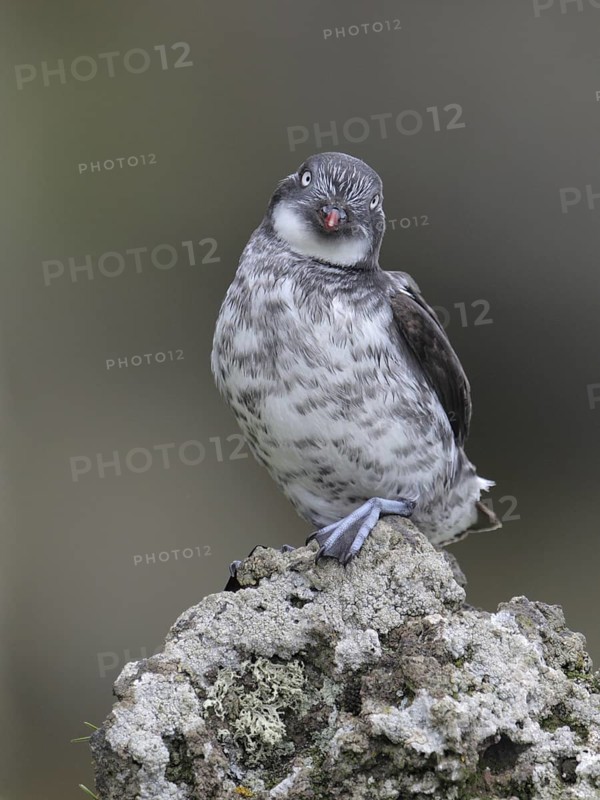 Least Auklet (Aethia pusilla), Alaska, USA