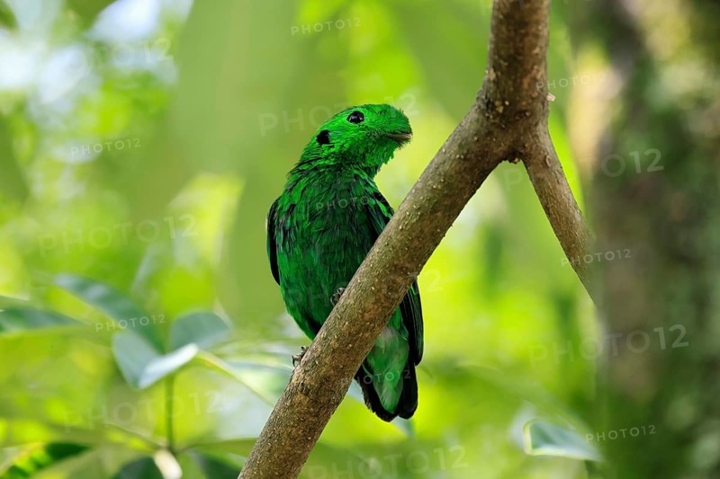Emerald Broadbill (Calyptomena viridis), adult, male, perch, on tree, vigilant, Southeast Asia