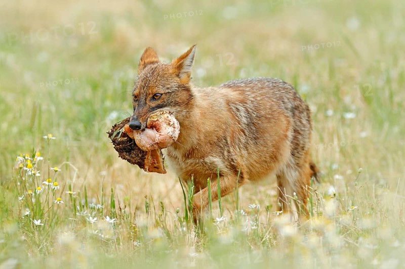 Golden jackal, Canis aureus, feeding scene on meadow, Madzharovo, Eastern Rhodopes, Bulgaria. Wildlife from Balkan. Wild dog behavior scene in nature. Mountain animal in the habitat