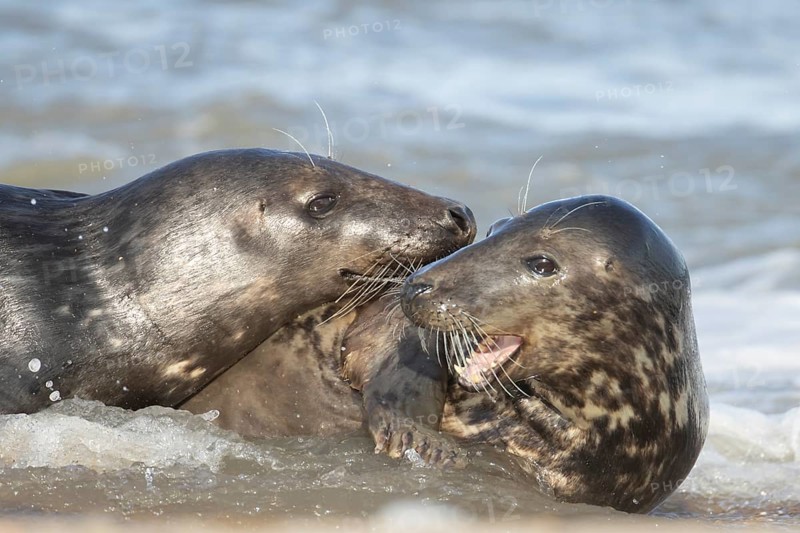 Atlantic grey seal (Halichoerus grypus) two adult marine animals in love courting on a beach on a coastline, Norfolk, England, United Kingdom