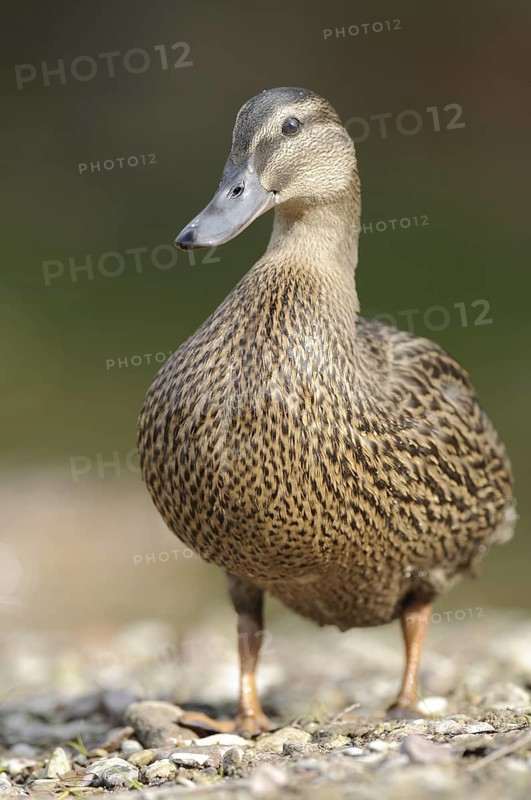 Mallard (Anas platyrhynchos) female, Thuringia, Germany
