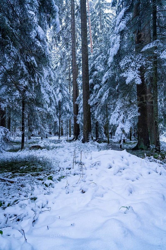 A quiet snow-covered forest with tall trees depicting a silent and cold winter landscape, Enzklösterle, district of Calw, Black Forest, Germany