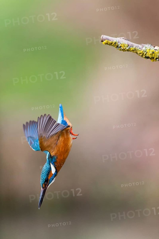 Kingfisher (Alcedo attis), adult male, in flight diving from a branch into a stream to catch a fish, Hesse, Germany