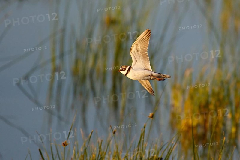 Little Ringed Plover (Charadrius dubius) flying, Mallorca, Spain