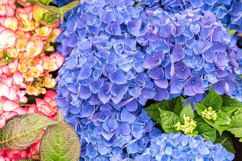 Garden hydrangea (Hydrangea macrophylla 'Amor' - blue), Plantarium 2016, Netherlands
