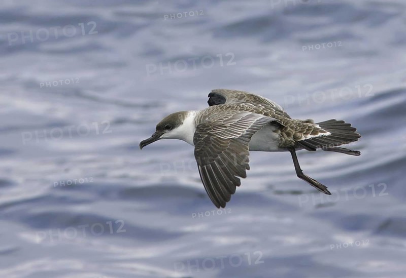 Great Shearwater (Ardenna gravis), South Australia, Australia