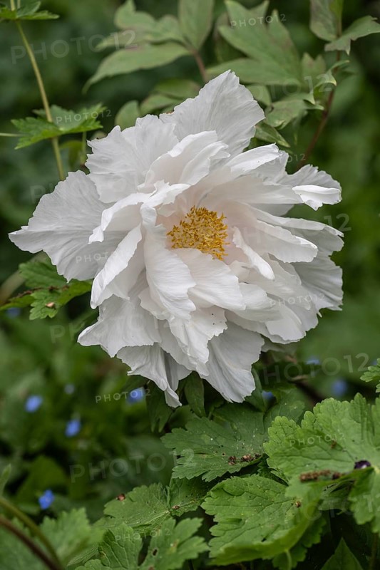 Shrub peony (Paeonia suffruticosa), Emsland, Lower Saxony, Germany