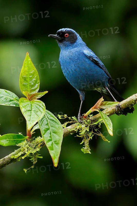 Masked Flowerpiercer (Diglossopis cyanea) perched on a branch in the Andes Mountains of Colombia