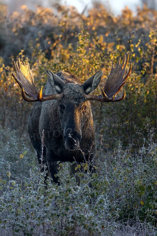 The bull moose (Alces alces) looks even more impressive when viewed from the front, hoarfrost, October, Denmark
