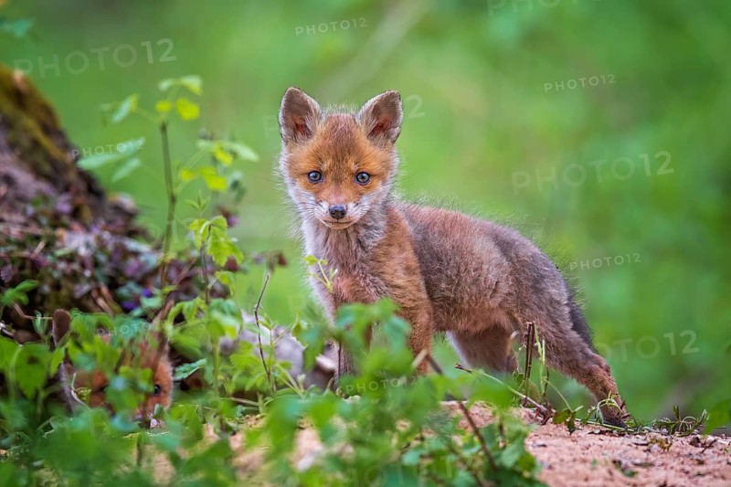 Red Fox (Vulpes vulpes) puppy, Saxony-Anhalt, Germany