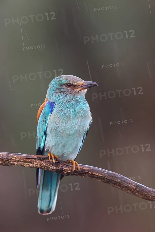 European roller (Coracias garrulus), on perch, Hides de El Taray / Roller Hide, Villafranca de los Caballeros, Castilla La Mancha / Toledo, Spain