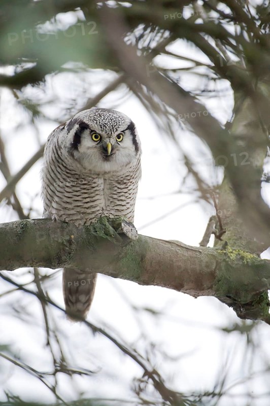 Northern Hawk-Owl (Surnia ulula), Saxony, Germany