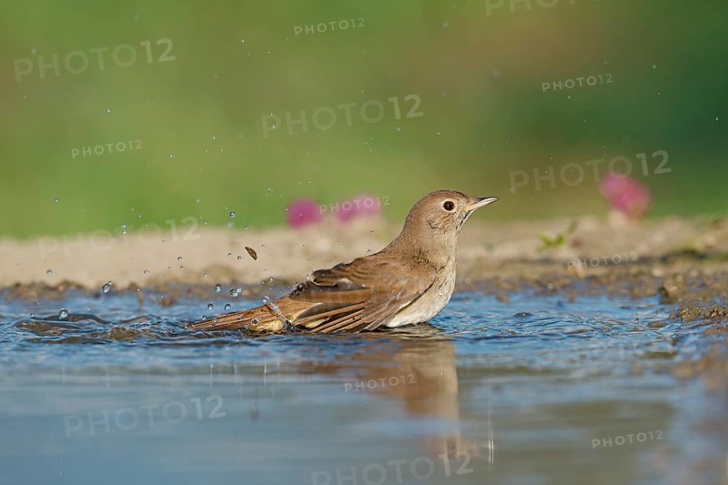 Common Nightingale (Luscinia megarhynchos) bathing, Aosta Valley, Italy