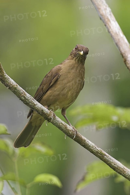 Clay-colored Thrush (Turdus grayi), Costa Rica