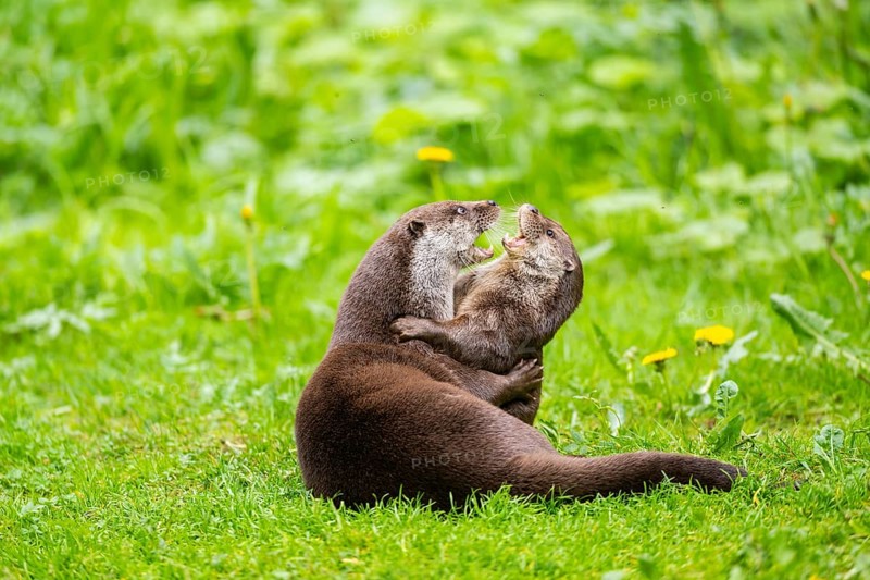 Eurasian otter (Lutra lutra) playing with each other in the grass, Bavaria, Germany