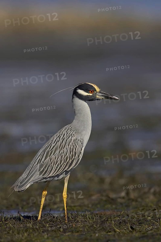 Yellow-crowned Night Heron (Nyctanassa violacea), Florida, USA