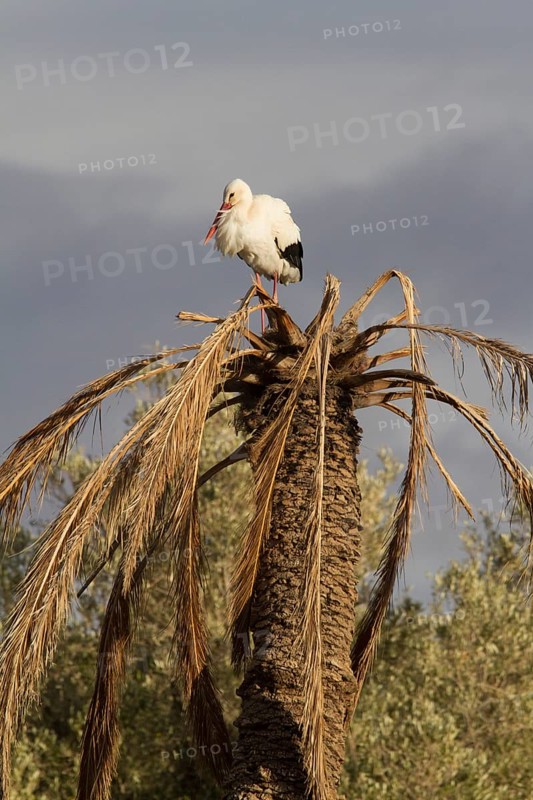 White Stork (Ciconia ciconia), Morocco
