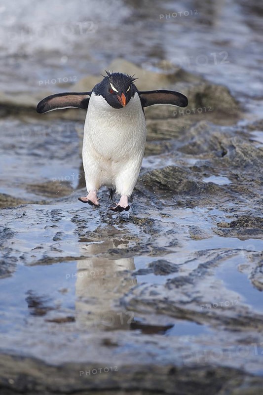 Southern Rockhopper Penguin (Eudyptes chrysocome) hopping, Saunders Island, Falkland Islands