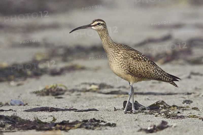 Whimbrel (Numenius phaeopus), Washington, USA