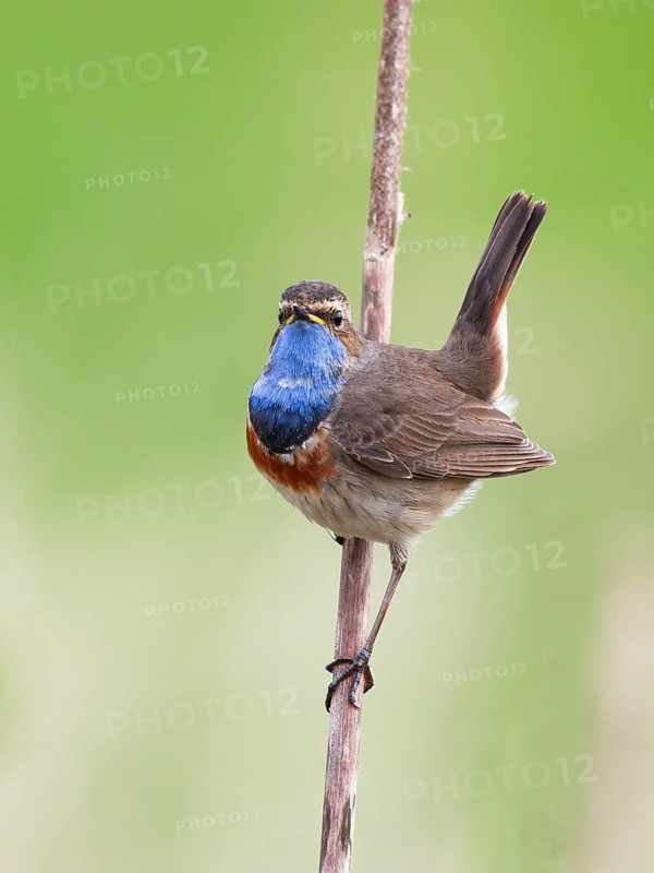 Bluethroat (Luscinia svecica cyanecula) male perched on cattail, Netherlands