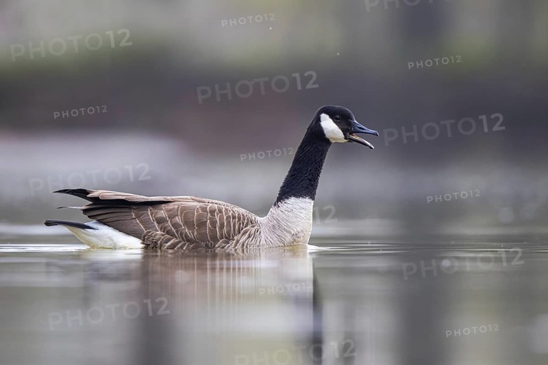 Canada Goose (Branta canadensis) calling, North Rhine-Westphalia, Germany