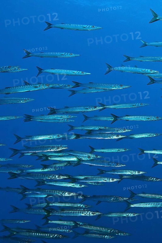 School Shoal of European Barracuda Mediterranean Barracuda (Sphyraena sphyraena), Mediterranean Sea, Sardinia, Italy