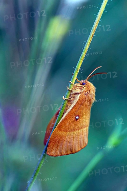 Oak eggar (Lasiocampa quercus), hen, moth, moth, butterfly, insect, Black Forest, Feldberg region, Baden-Württemberg, Germany