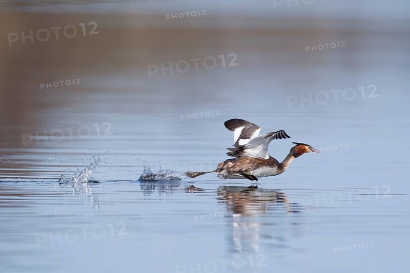 Great crested grebe (Podiceps cristatus) adult bird running across the water of a river, Norfolk Broads, England, United Kingdom