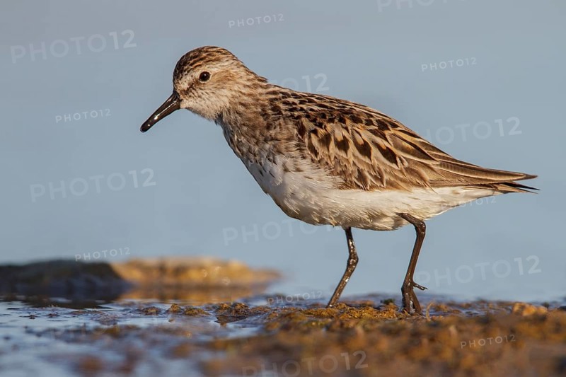 Semipalmated Sandpiper (Calidris pusilla) in a pond in the tundra near Churchill, Manitoba, Canada