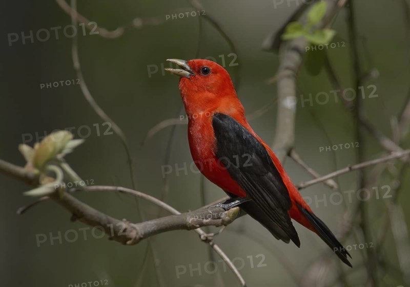 Scarlet Tanager (Piranga olivacea) male singing, Ohio, USA
