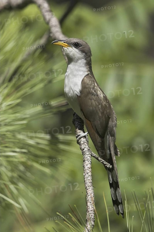Yellow-billed Cuckoo (Coccyzus americanus), Ontario, Canada