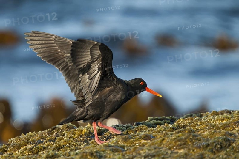 African Oystercatcher (Haematopus moquini), Western Cape, South Africa